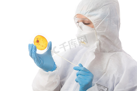 在培养皿上培养病毒或细菌的实验室科学家
