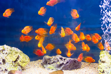 一群橙红鹦鹉慈鲷