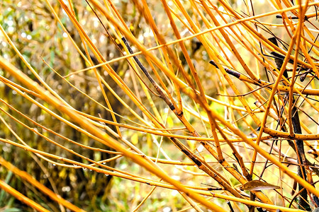 秋天树枝树枝摄影照片_秋天的树枝上有黄色的水滴特写