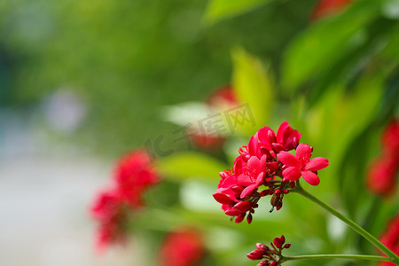 红花绿叶摄影照片_棉叶麻风树红花绿叶