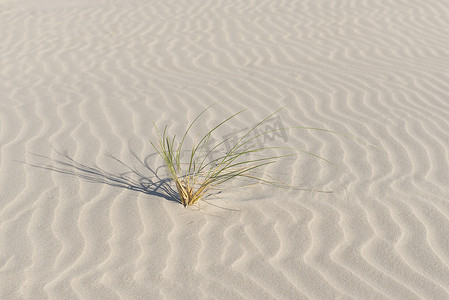 波纹状海滩上的马拉姆草