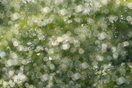 雨中植物摄影照片_雨中植物的模糊背景