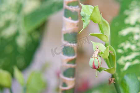 一样高摄影照片_Pedilanthus bracteatus 或高拖鞋植物的种子