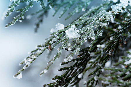 雪覆盖的树丛摄影照片_花园里针叶树丛上的雪。