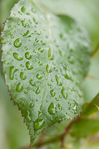 雨叶