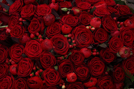 红色背景皇冠摄影照片_一组毛茛属、浆果和玫瑰