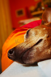 在微红的房间里安静地睡觉时，一只长着白色毛皮的棕色老狗的头或嘴