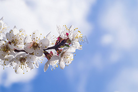 一枝樱花。