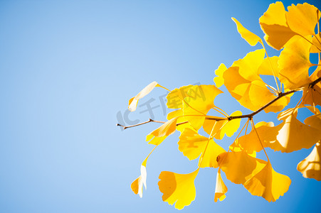 秋天蓝天上黄叶银杏树枝的特写