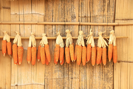 烘干新收获的黄色玉米的传统方式，展示村庄生活和文化