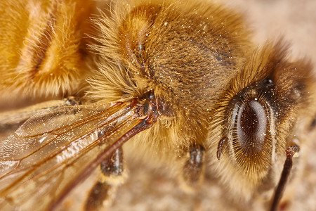 工作蜜蜂极端宏的眼睛和翅膀特写