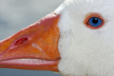 布宜诺斯艾利斯的白鸭和蓝眼睛