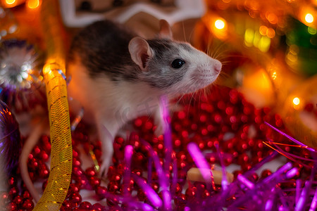 圣诞金属丝中的一只小银老鼠。