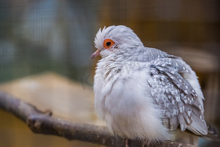 白钻石鸽的特写，颜色突变，澳大利亚流行的热带鸟类
