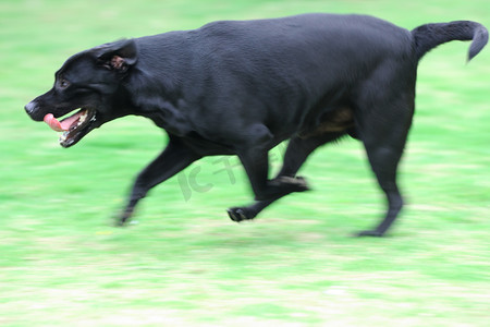 狗跑