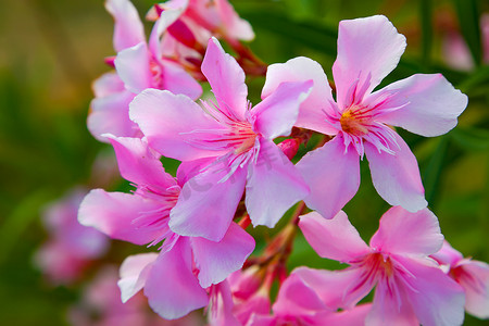 天竺葵是阳台常用的花卉