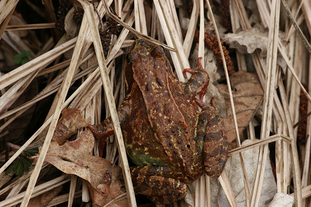 普通青蛙 (Rana temporaria)