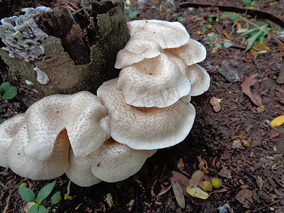 自然背景中的白毒蘑菇