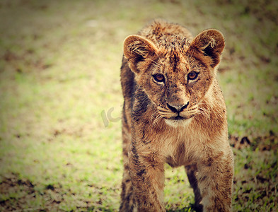 可爱的小狮子摄影照片_小狮子肖像。