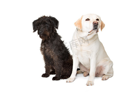 拉布拉多犬和一只黑色蓬松的狗