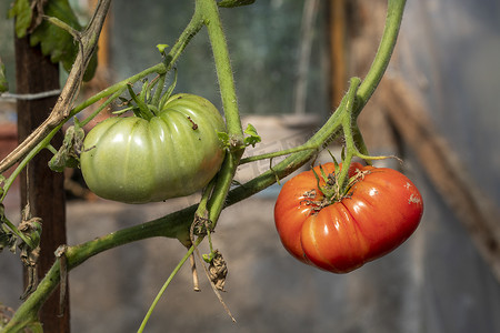 吐鲁番西红柿摄影照片_一个绿番茄和一个红番茄