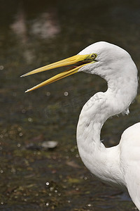 涉水摄影照片_大白鹭涉水在风景秀丽的佛罗里达州的池塘