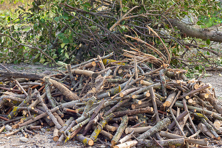 一堆锯木柴躺在被砍伐的苹果树前