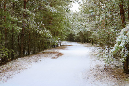 十二月壁纸摄影照片_晴天的冬季森林景观。