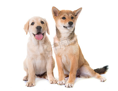 柴犬摄影照片_小狗拉布拉多犬和柴犬