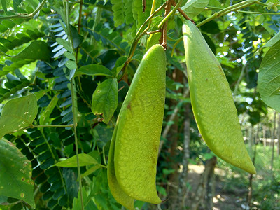 Biancaea sappan (Caesalpinia sappan L., sappanwood, secang, sepang, Indian redwood) 与自然背景。