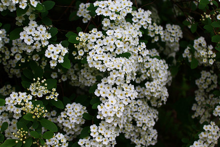 新春白色摄影照片_春天的白色花朵