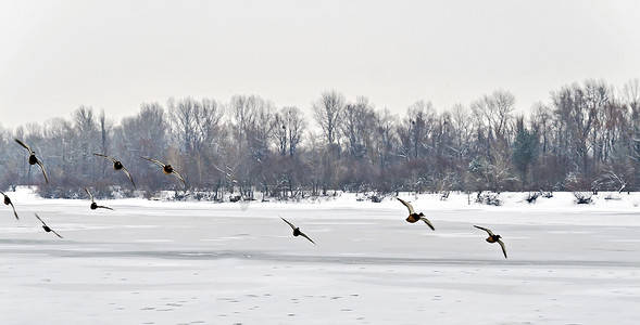 成群的鸭子飞过冰冷的河面