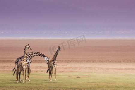 坦桑尼亚曼雅拉湖国家公园的长颈鹿