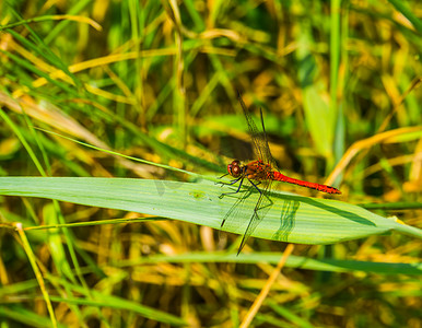 一只红色飞镖的特写，火红蜻蜓，来自欧洲的常见昆虫