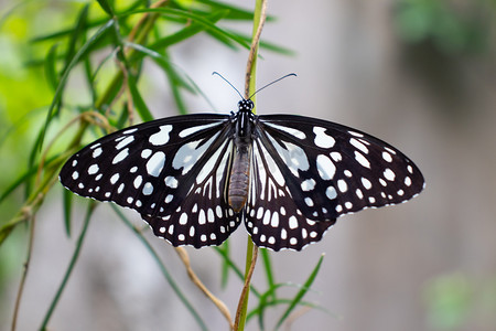 黑色和白色的蝴蝶翅膀舒展