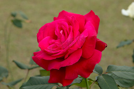 色彩缤纷的美丽玫瑰（花瓣、叶子、花蕾和开放的花朵）