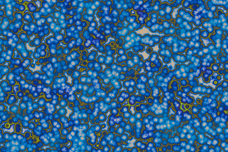 菌体形态:球菌,杆菌,螺旋菌