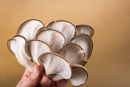 平菇或平菇蘑菇