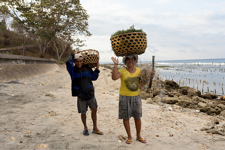 印尼妇女背着装着海藻的头篮