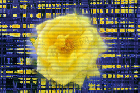 小故障摄影照片_具有小故障效果的大黄玫瑰