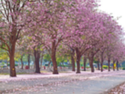 粉红喇叭树模糊的田野