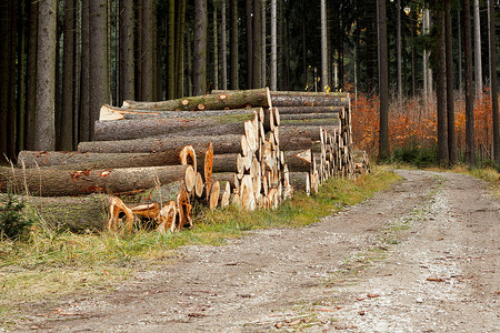 森林公路附近的一堆木头