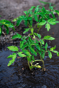 请假摄影照片_灌木种植番茄预付自来水