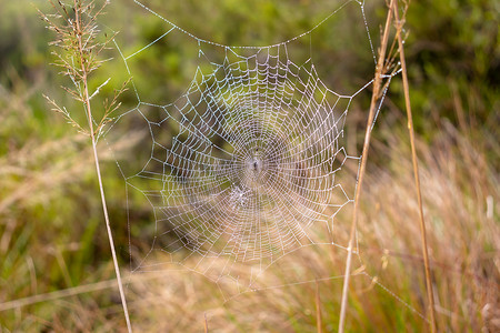 蜘蛛网，霍顿平原
