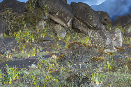 高原 Roraima tepui - 委内瑞拉的奇异古老岩石，