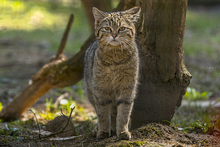 绿季叶林中的野猫