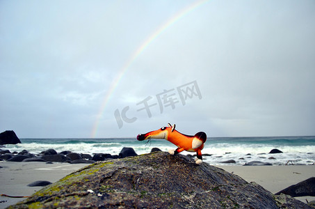 布偶狐狸在沙滩上发冷，天上有彩虹