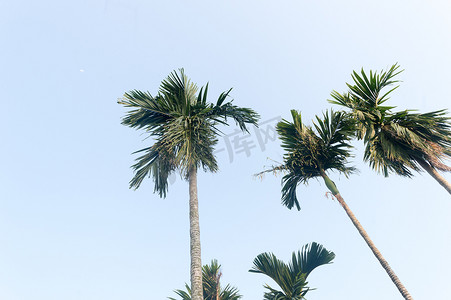 槟榔棕榈树（槟榔）反对充满活力的蓝色日落天空在阳光照亮的夏天。