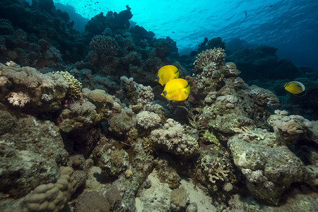 蒙面蝴蝶鱼和红海中的热带珊瑚礁。