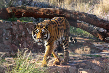 老虎的爪子摄影照片_被圈养的沮丧的孟加拉虎 (Panthera tigris tigris)